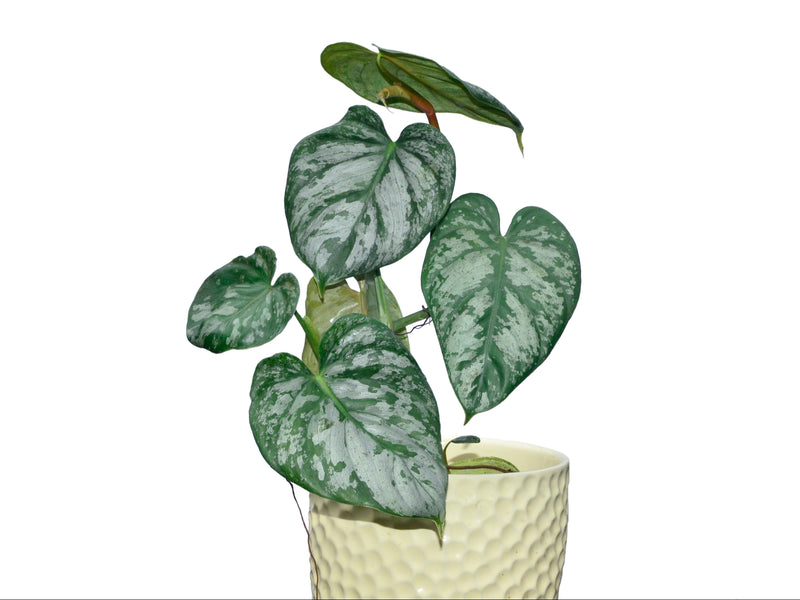 Philodendron brandtianum