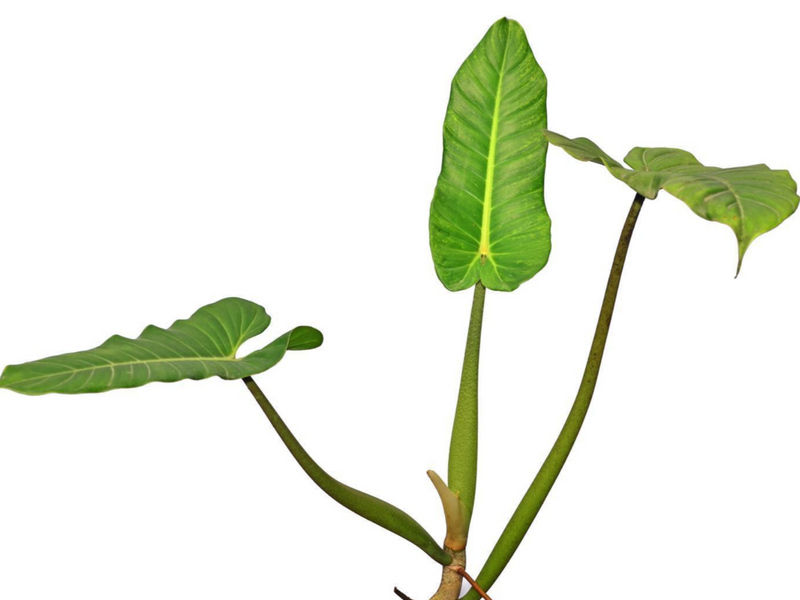 Philodendron deflexum