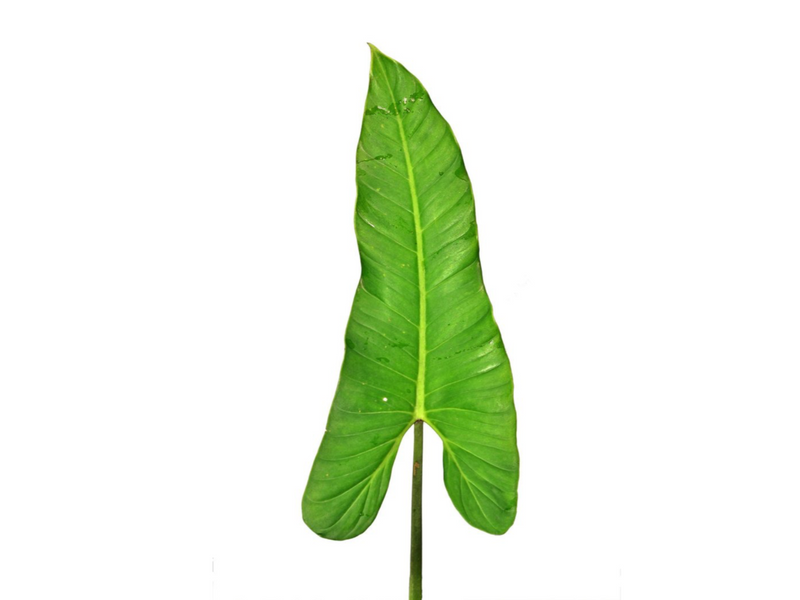 Philodendron deflexum