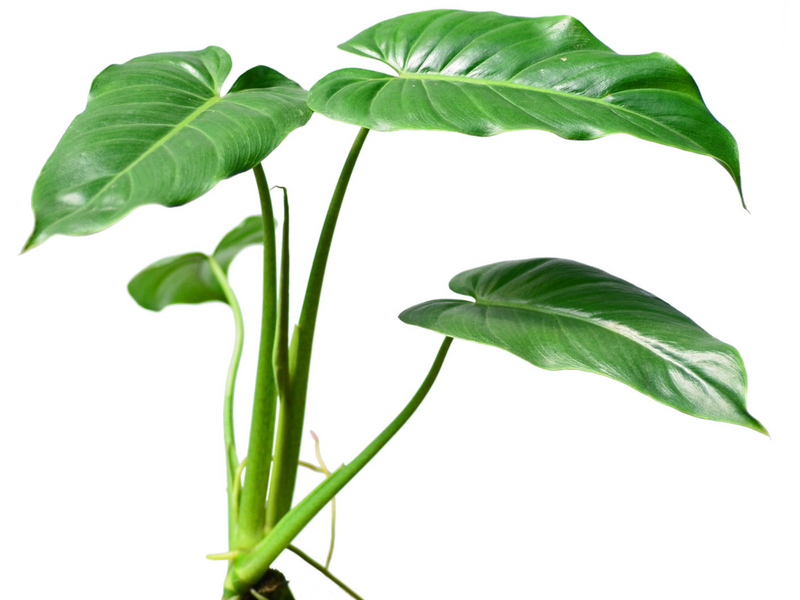 Philodendron deflexum