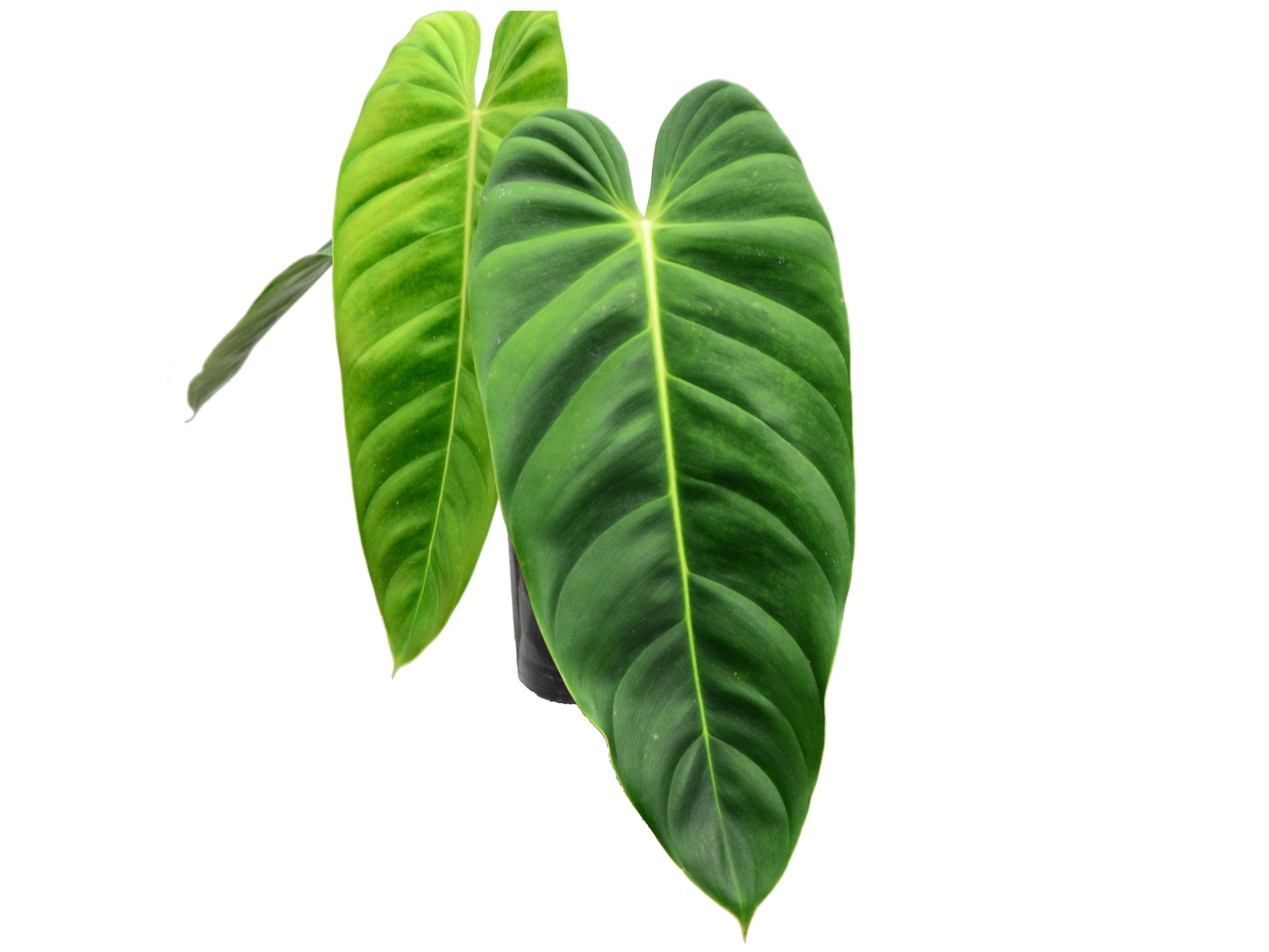 Philodendron esmeraldense — Ecuagenera California