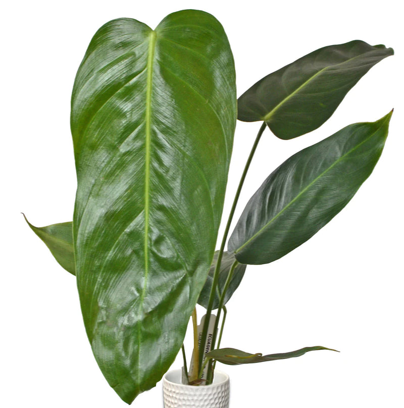 Philodendron esmeraldense narrow
