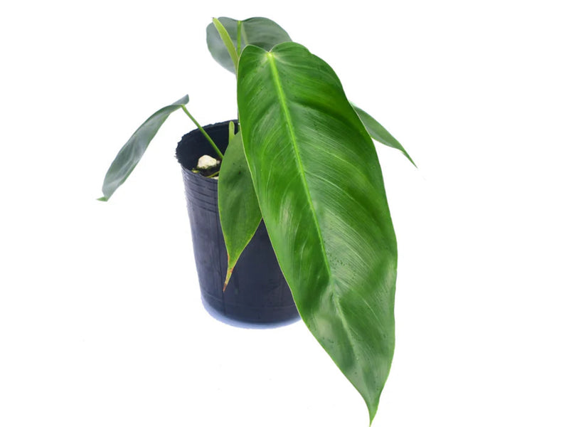 Philodendron esmeraldense x Philodendron patriciae