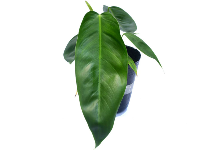 Philodendron esmeraldense x Philodendron patriciae
