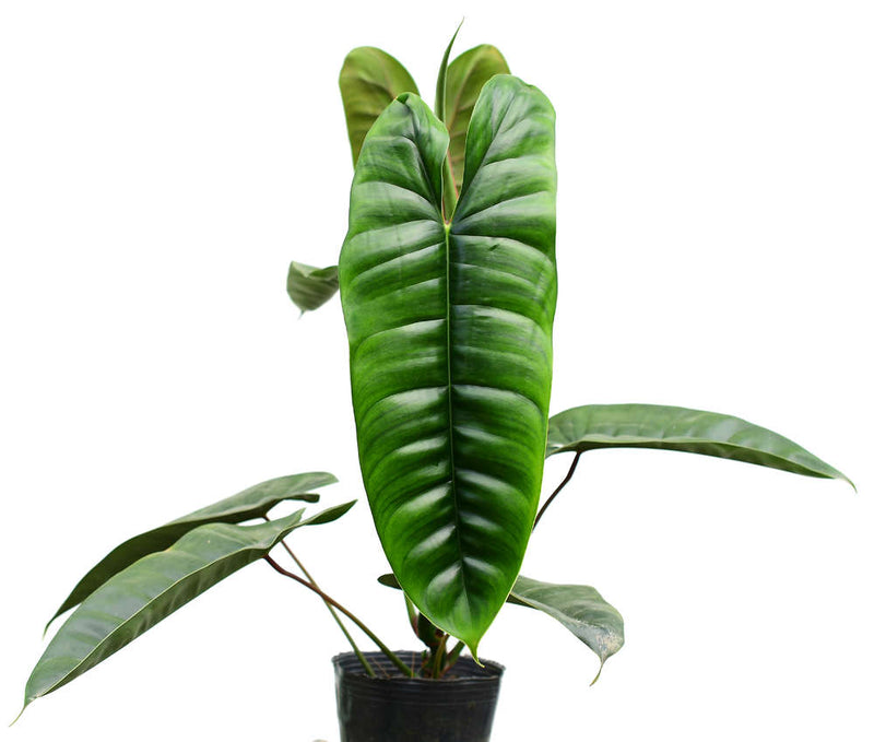 Philodendron sp Felix