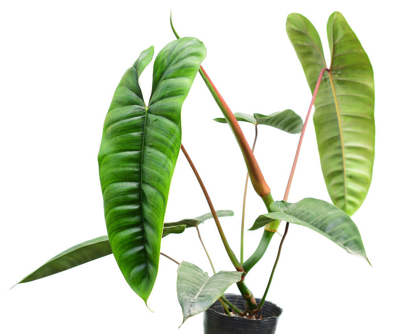 Philodendron sp Felix