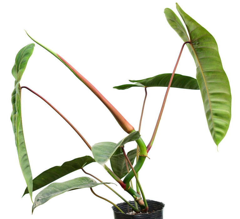 Philodendron sp Felix