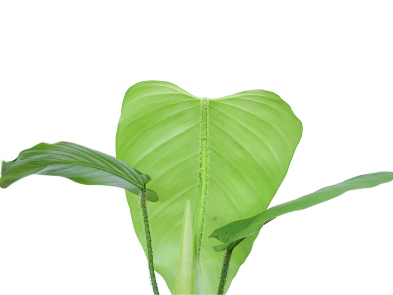 Philodendron genevieveanum