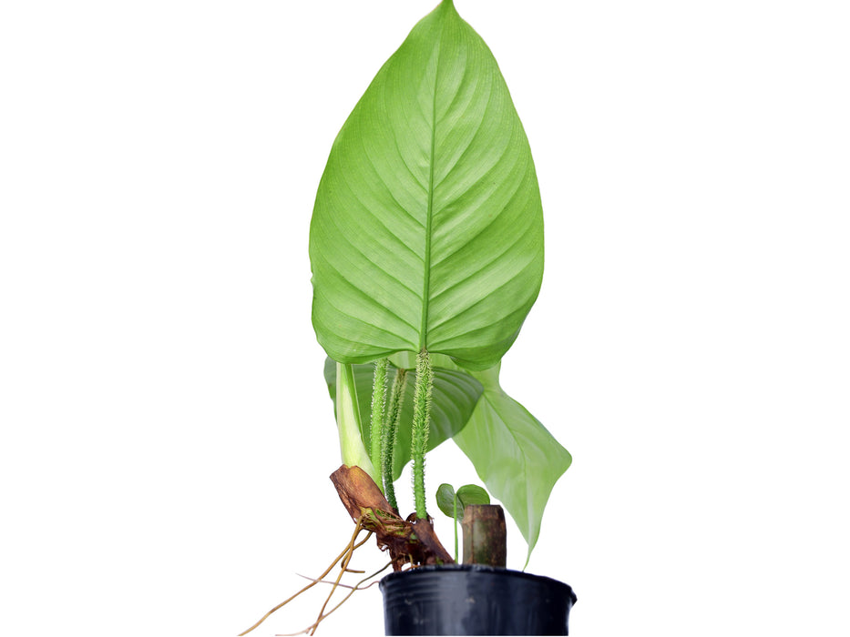 Philodendron genevieveanum