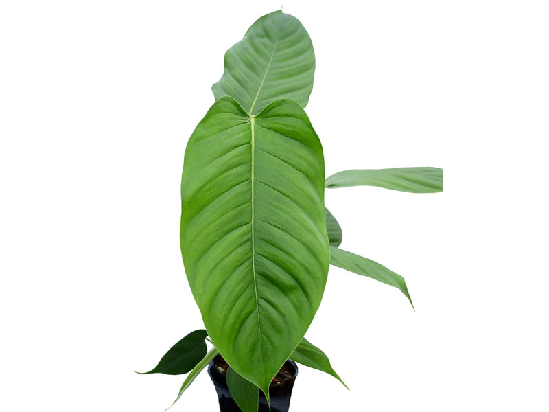 Philodendron genevieveanum