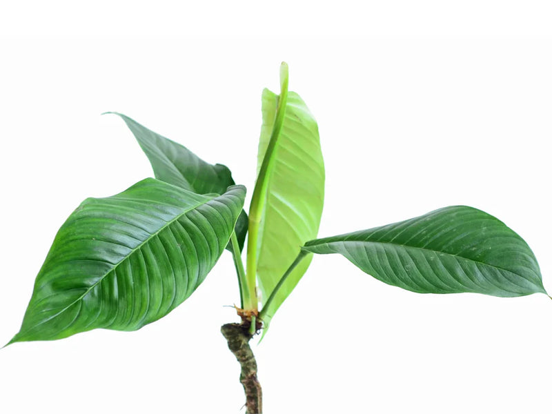 Philodendron geniculatum (seending)