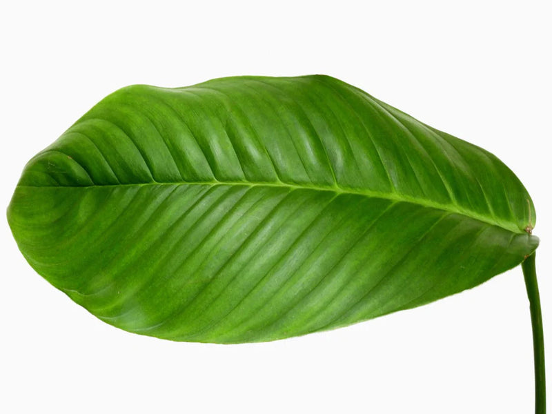 Philodendron geniculatum (seending)