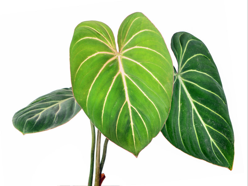 Philodendron gloriosum