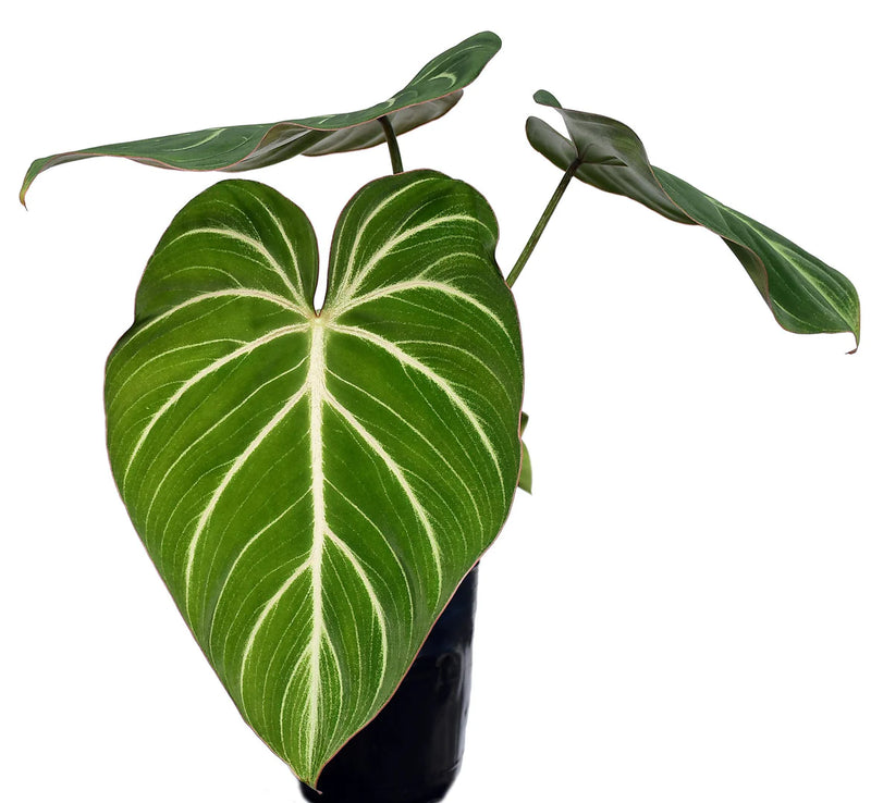 Philodendron gloriosum zebra