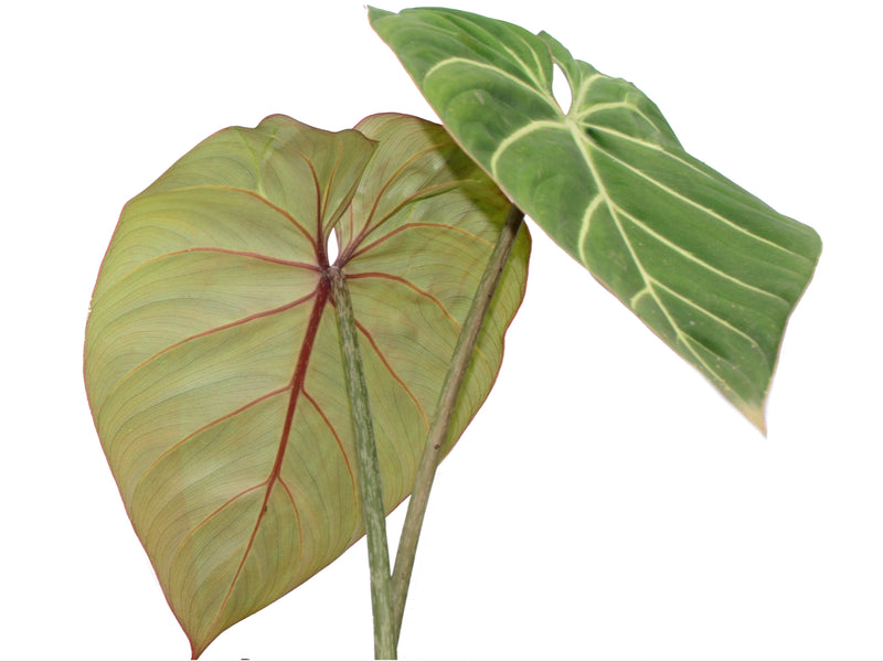 Philodendron gloriosum