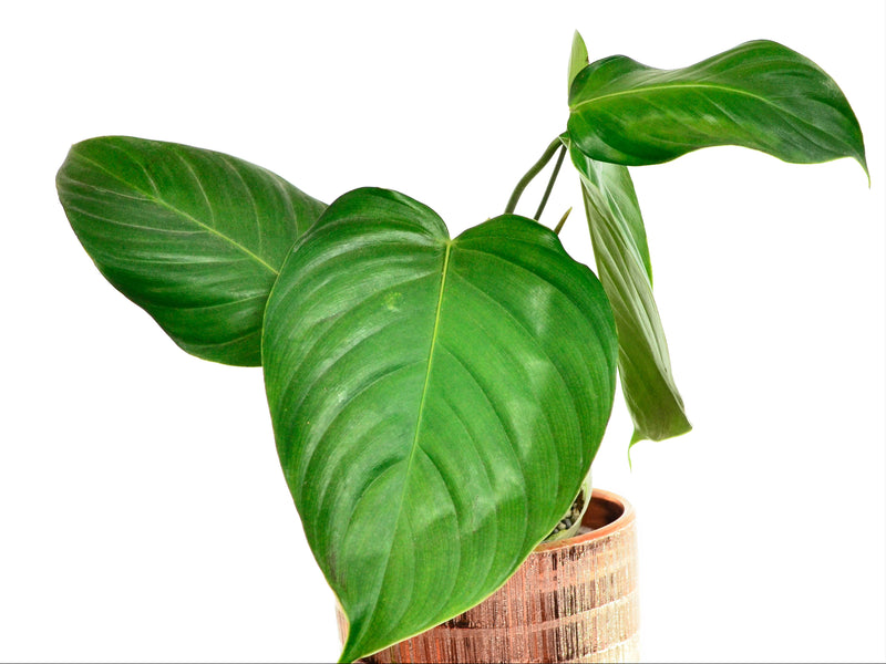 Philodendron grandipes