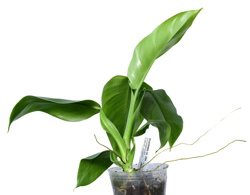 Philodendron heleniae subsp. amazonense