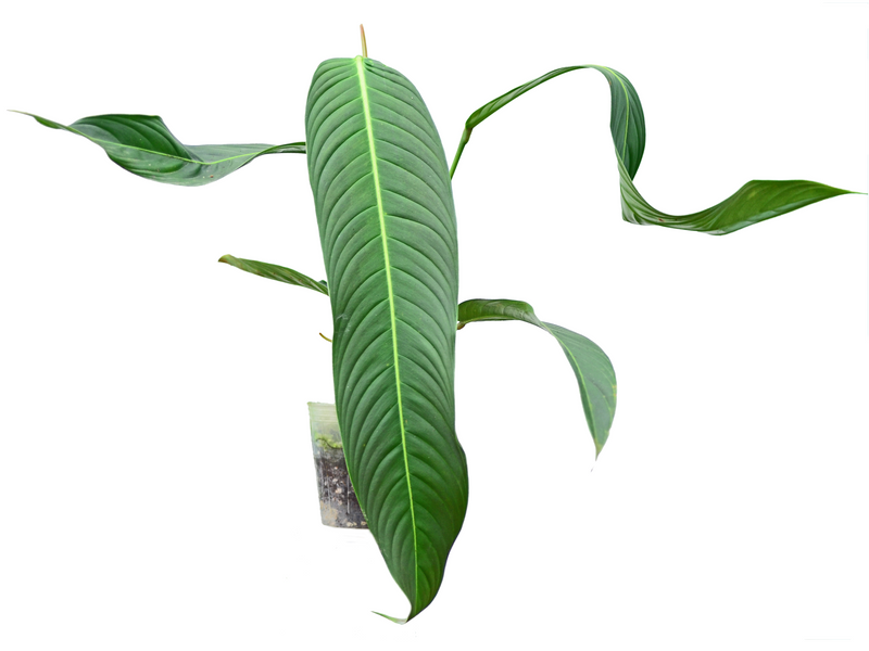 Philodendron heterocraspedon