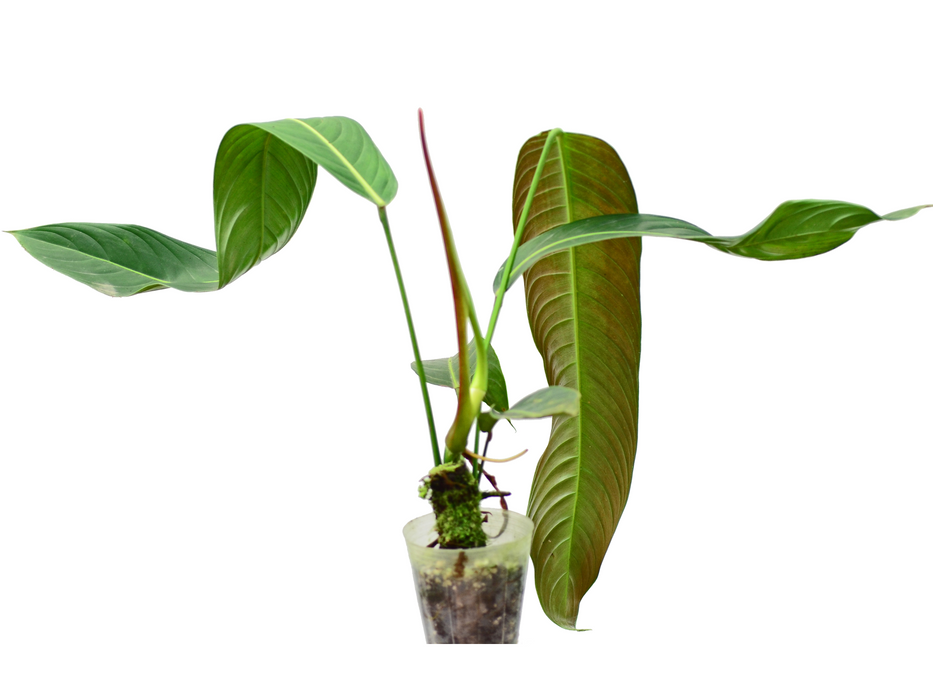 Philodendron heterocraspedon — Ecuagenera California