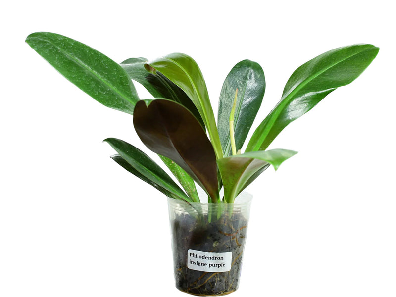 Philodendron insigne purple