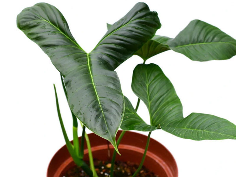 Philodendron lupinum