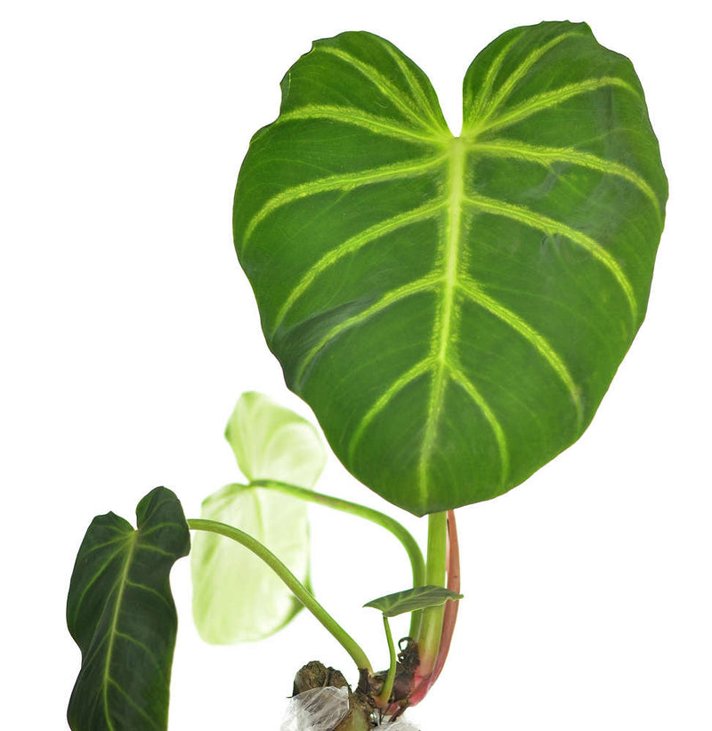 Philodendron luxurians
