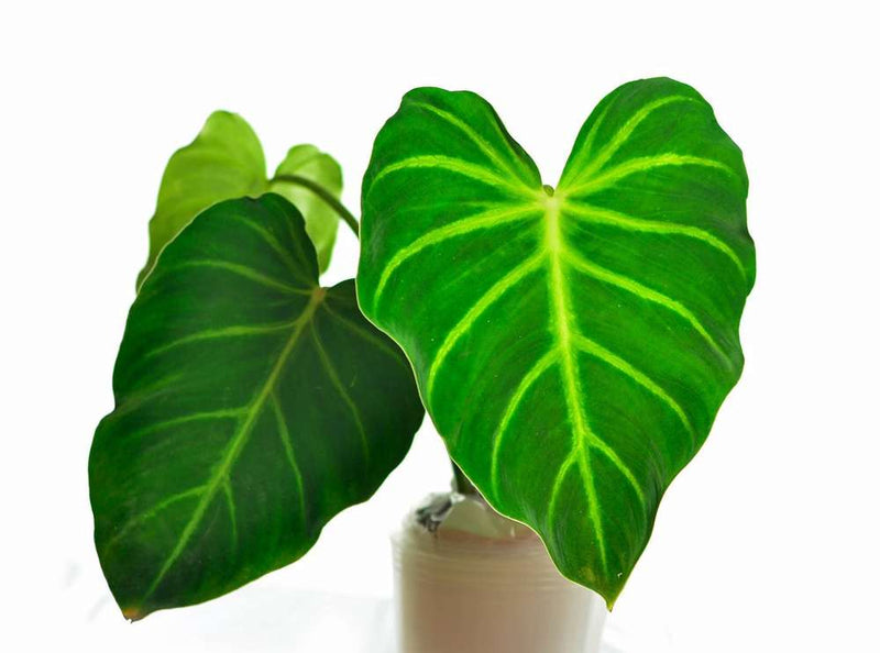 Philodendron luxurians