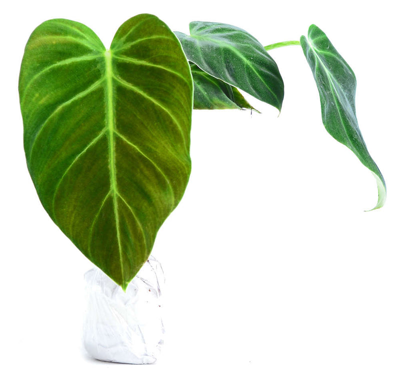 Philodendron luxurians