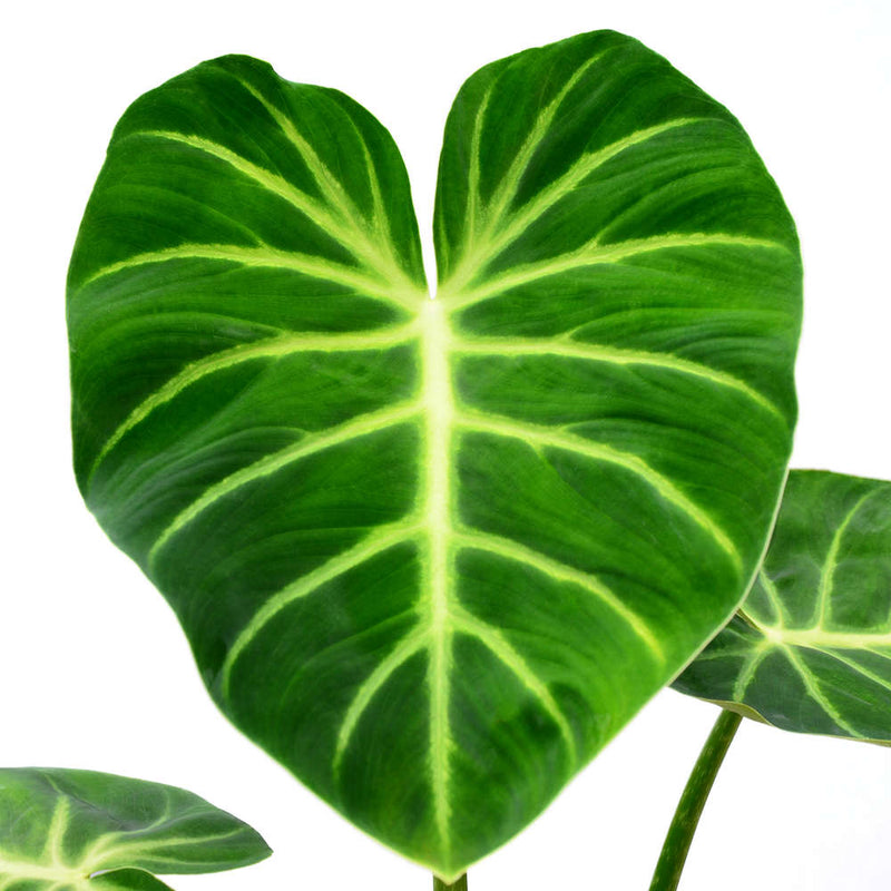 Philodendron luxurians