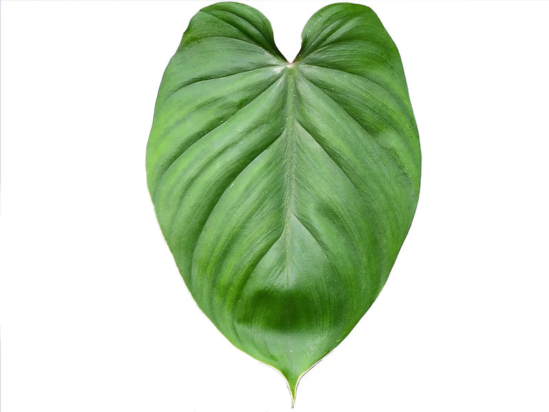Philodendron lynamii x Philodendron plowmanii (seedling)