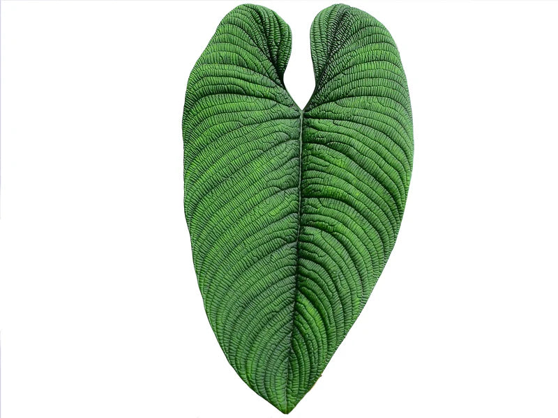 Philodendron lynnhannoniae cf (seedling)