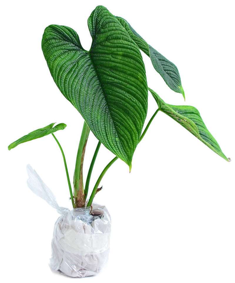 Philodendron lynnhannoniae cf