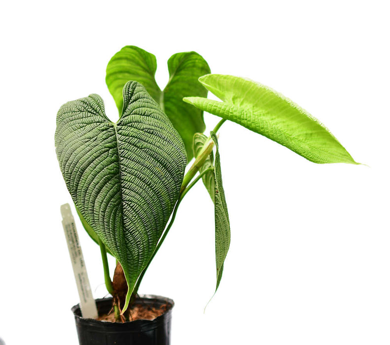 Philodendron lynnhannoniae cf
