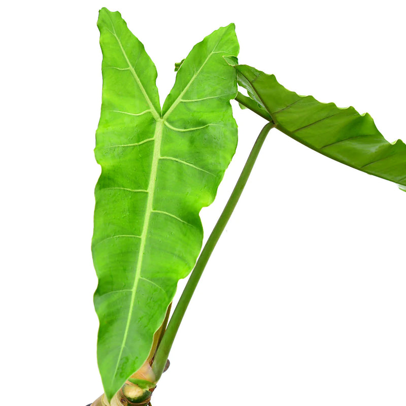 Philodendron maximum 'Ecuagenera'