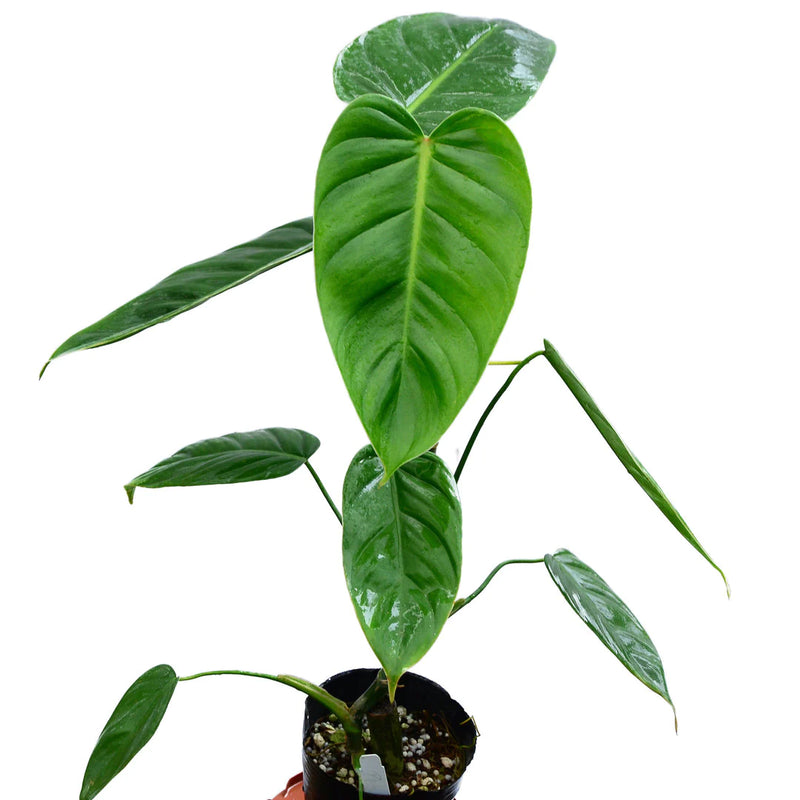 Philodendron misahualliense cf
