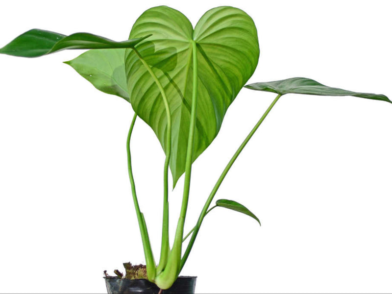 Philodendron pastazanum