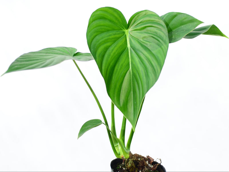 Philodendron pastazanum