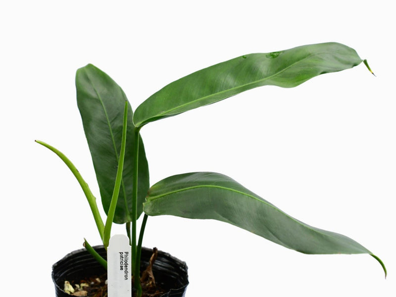 Philodendron patriciae (seedling)
