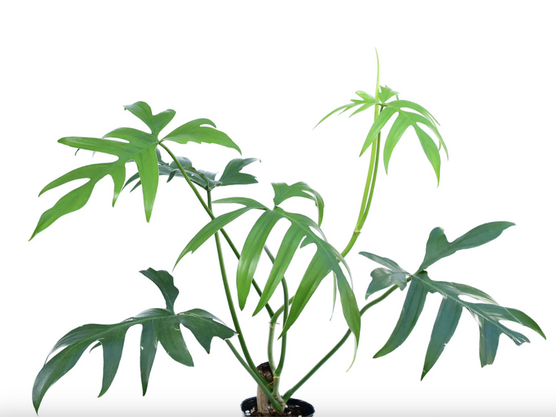 Philodendron pedatum