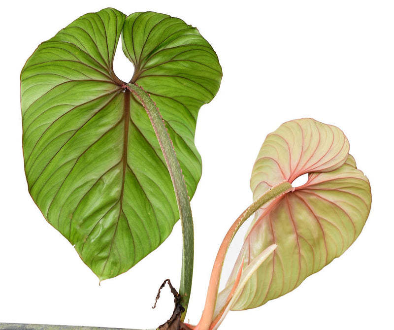 Philodendron plowmanii