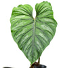 Philodendron plowmanii