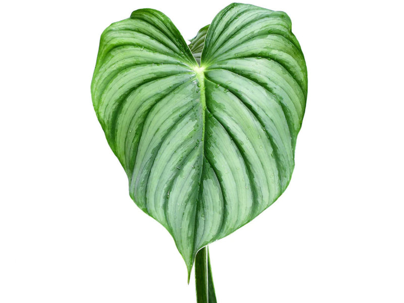 Philodendron plowmanii var 'Citrus' — Ecuagenera California Philodendron plowmanii var 'Citrus' — Ecuagenera California