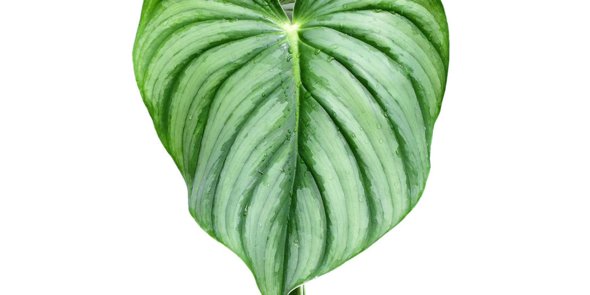 127 plowmanii var citrus プロウマニー　シトラス Philodendron plowmanii var 'Citrus' — Ecuagenera California
