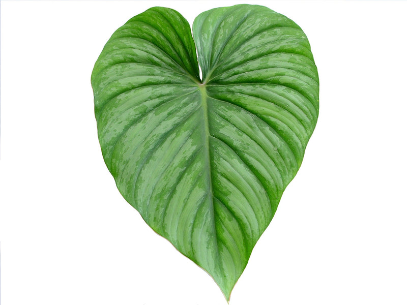 Philodendron plowmanii x Philodendron pastazanum