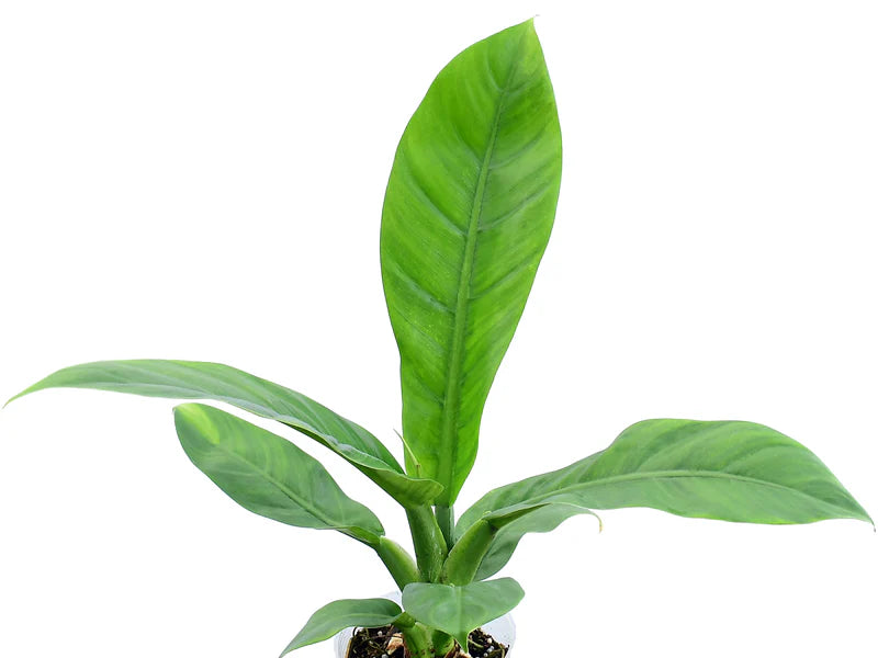 Philodendron pseudauriculatum