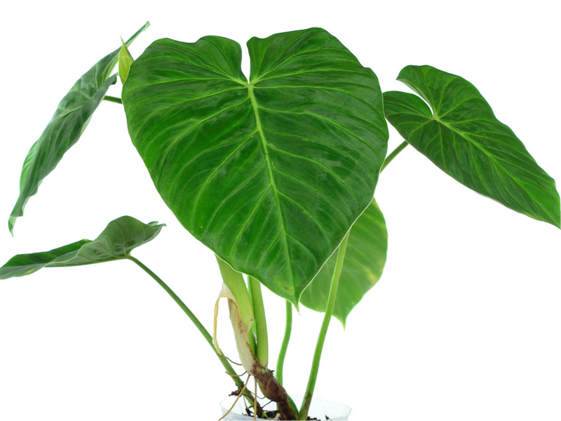 Philodendron pseudoverrucosum