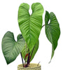 Philodendron pseudoverrucosum cf