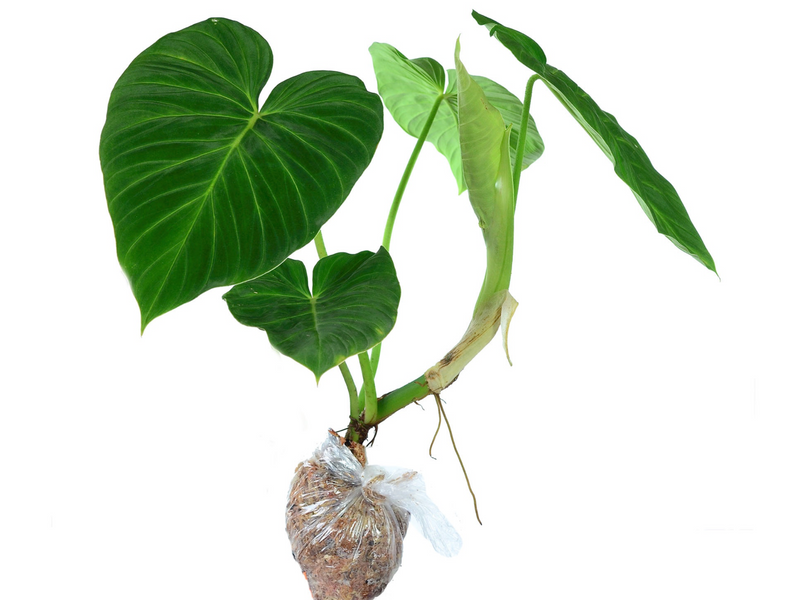 Philodendron pseudoverrucosum