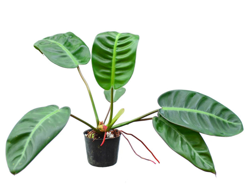Philodendron pulchrum