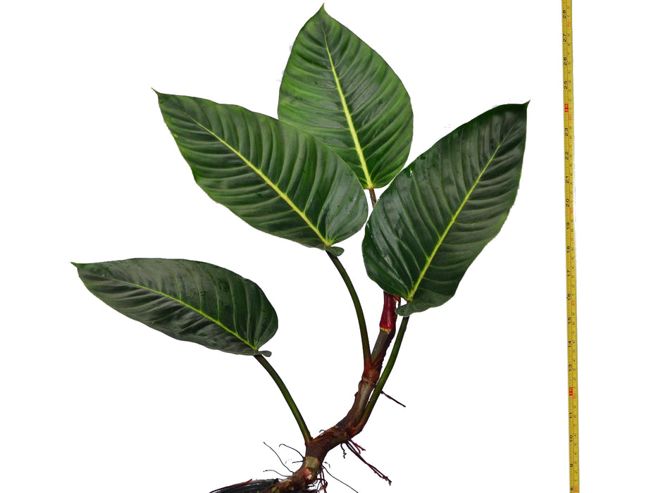 Philodendron urraoense